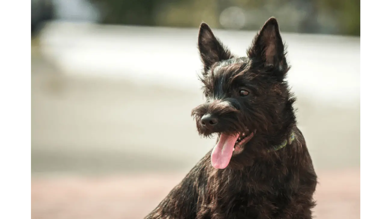 Cairn Terrier 0