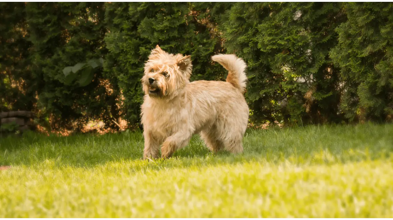 Cairn Terrier