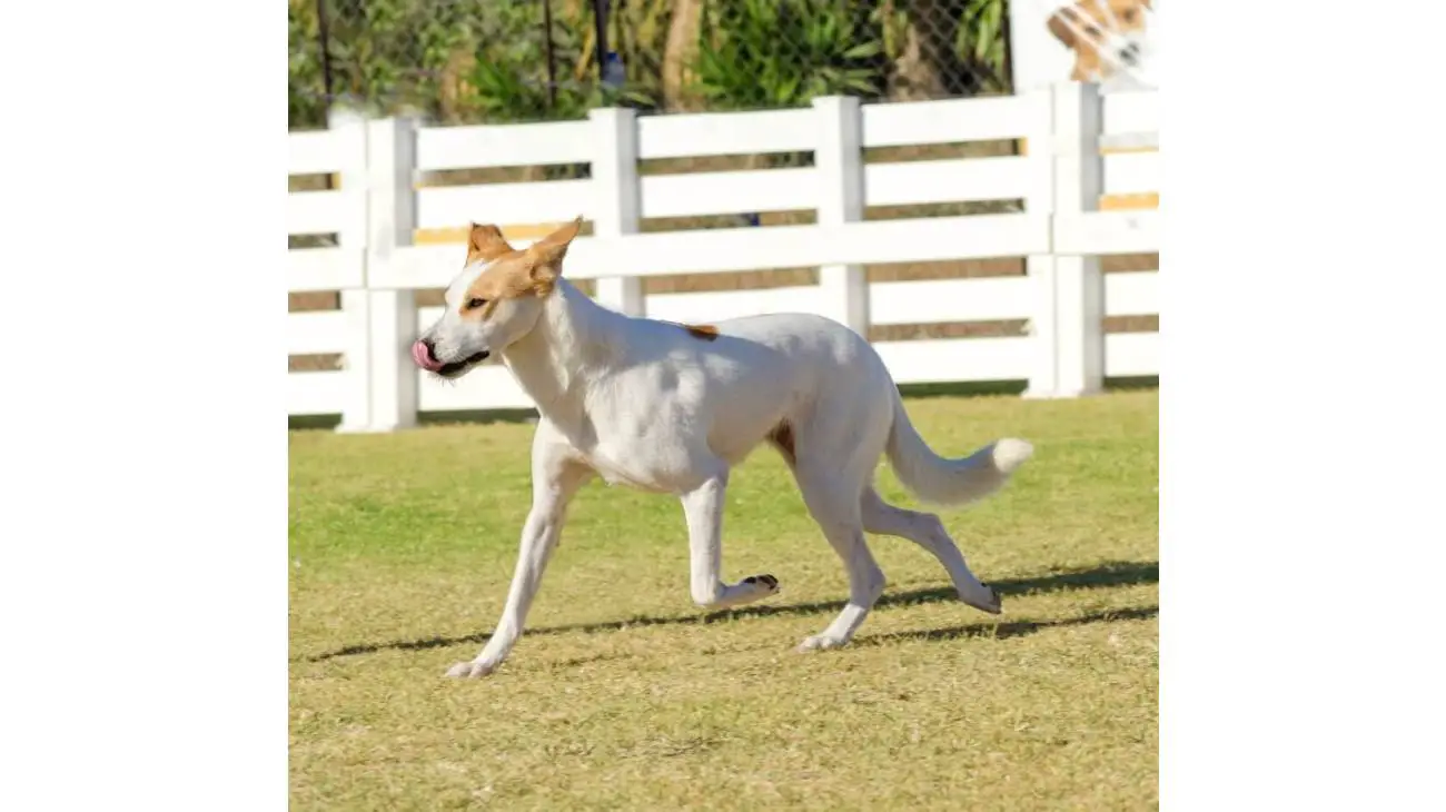 Canaan Dog