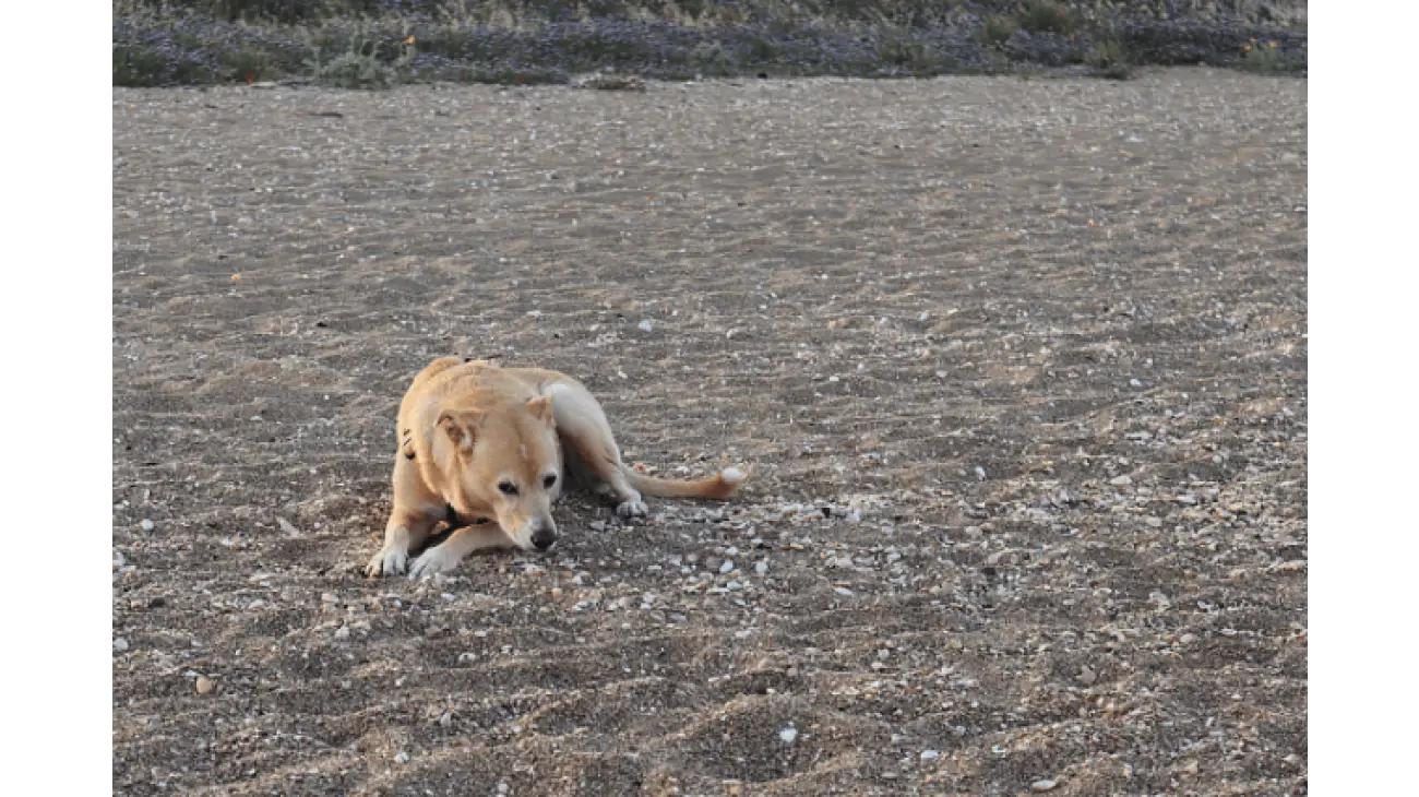 Canaan Dog 2