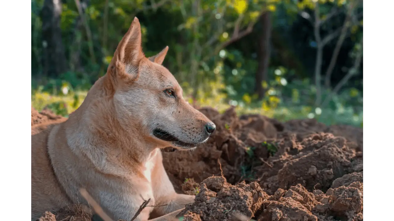 Canaan Dog 0