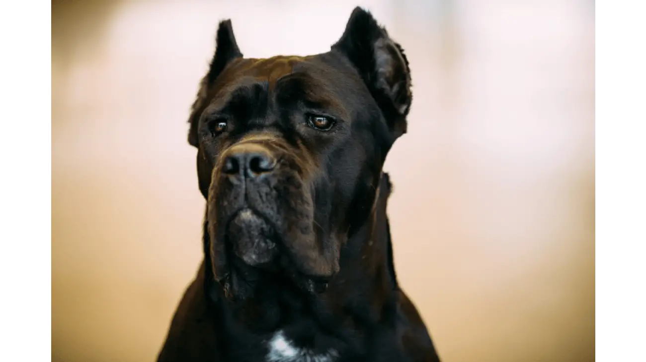 Cane corso 2