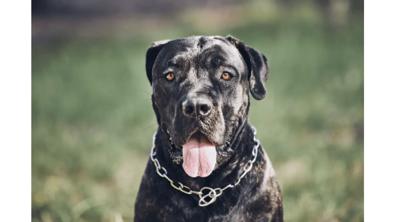 Cane Corso 0