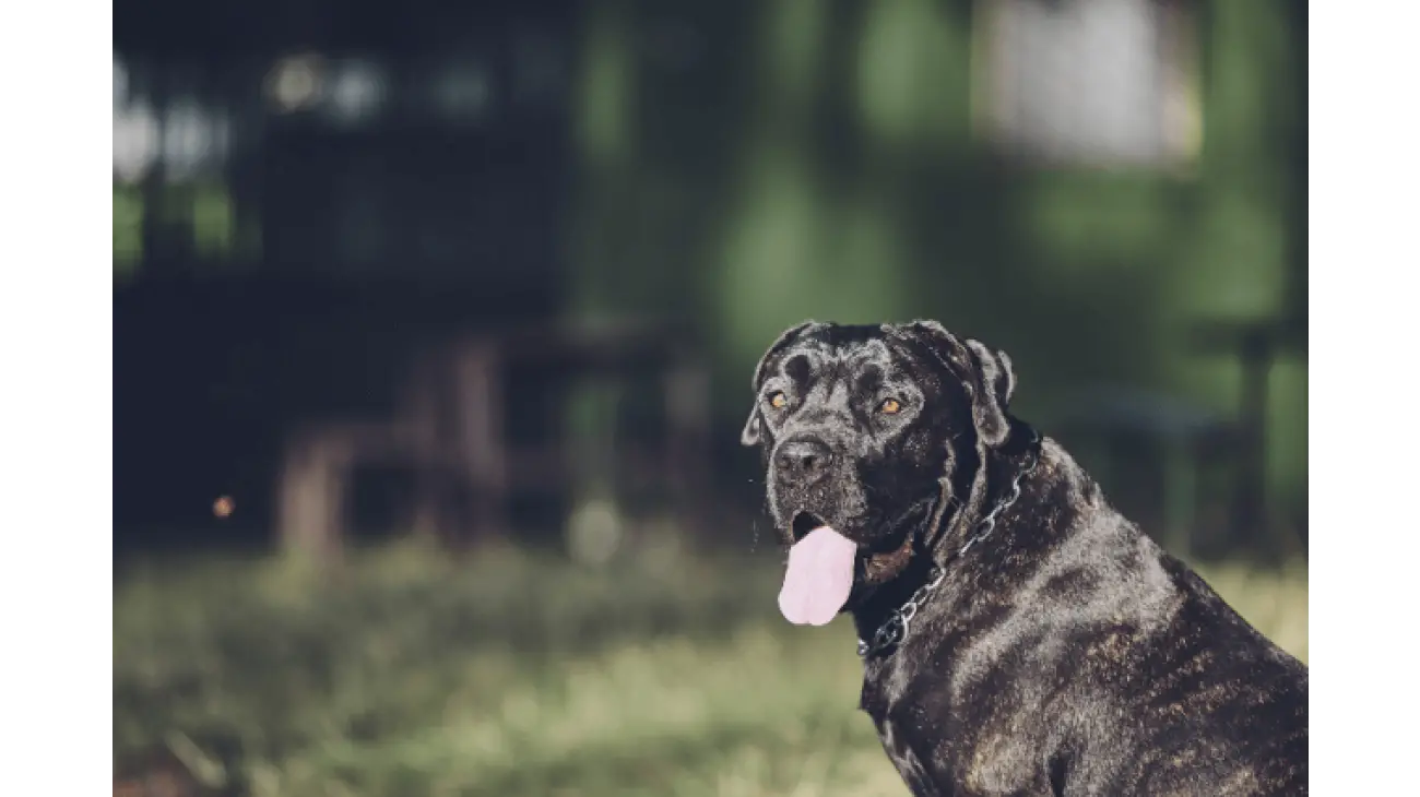 Cane Corso 3