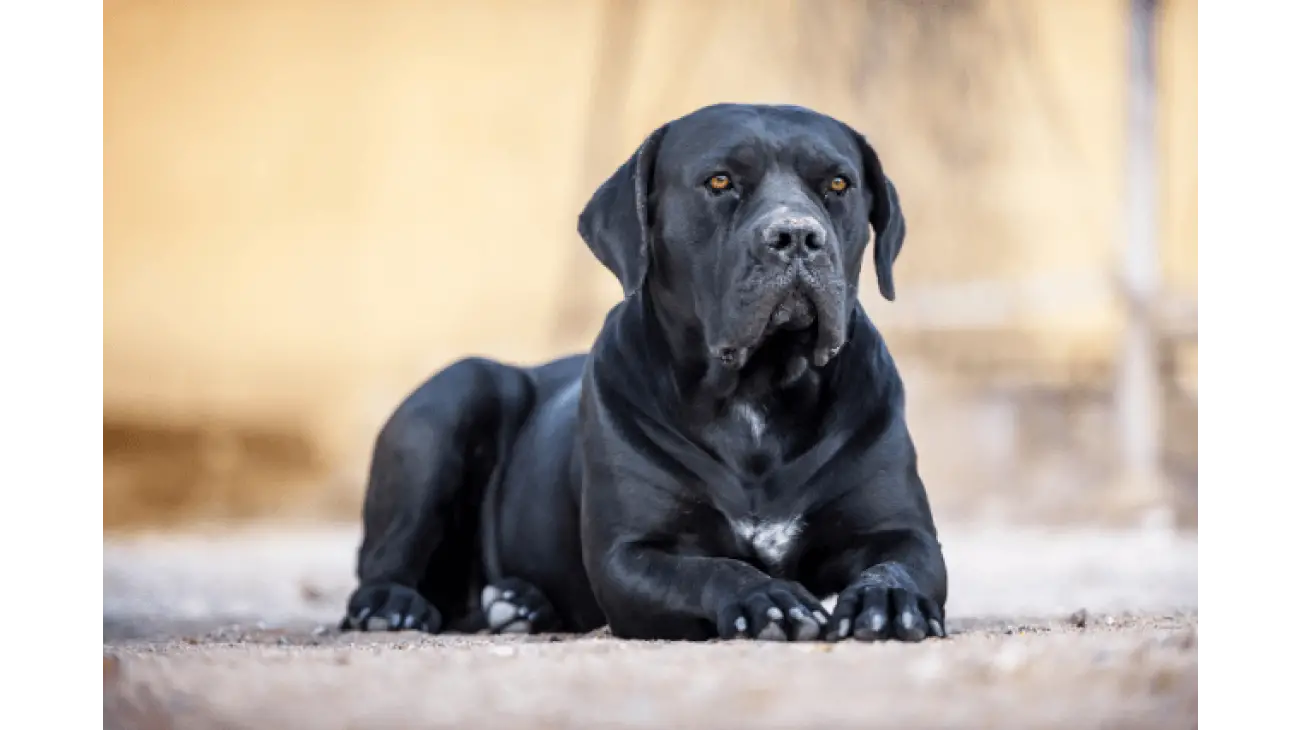 Cane Corso 7