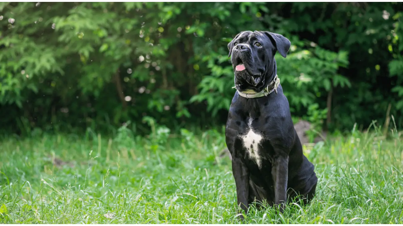 Cane corso