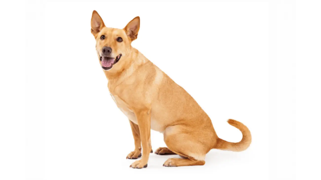 Carolina dog 2