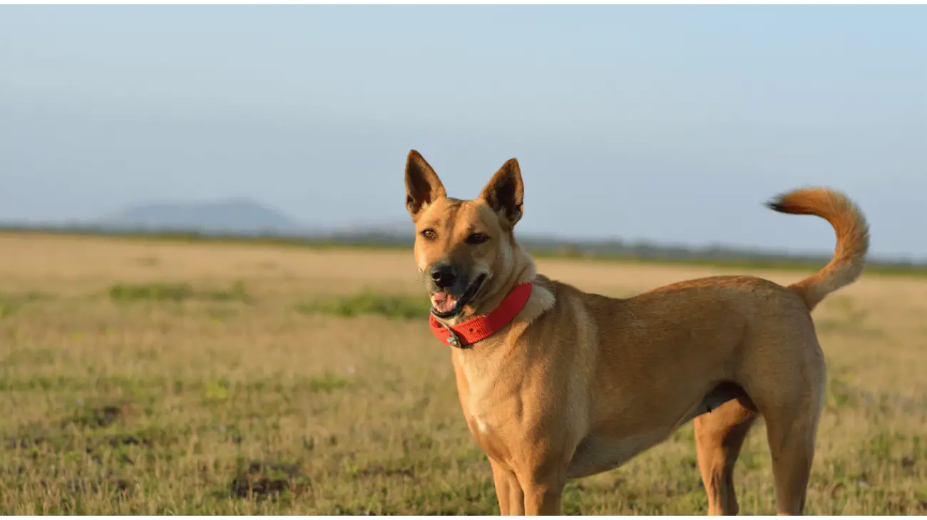 Carolina dog