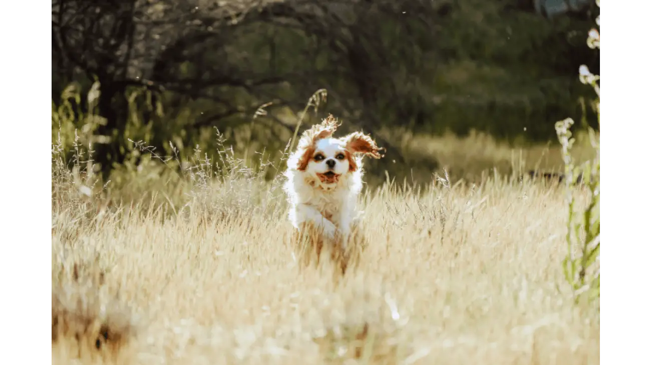 Cavalier King Charles španijel 1