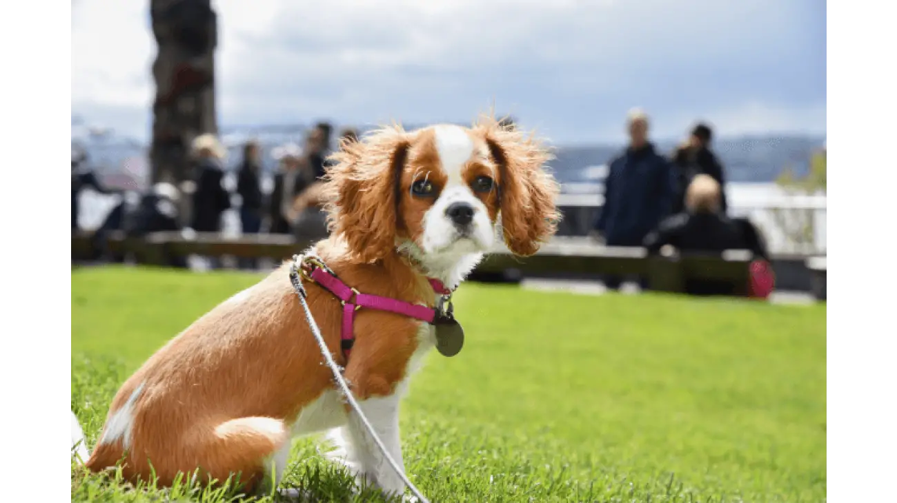 Cavalier King Charles Spaniel 2