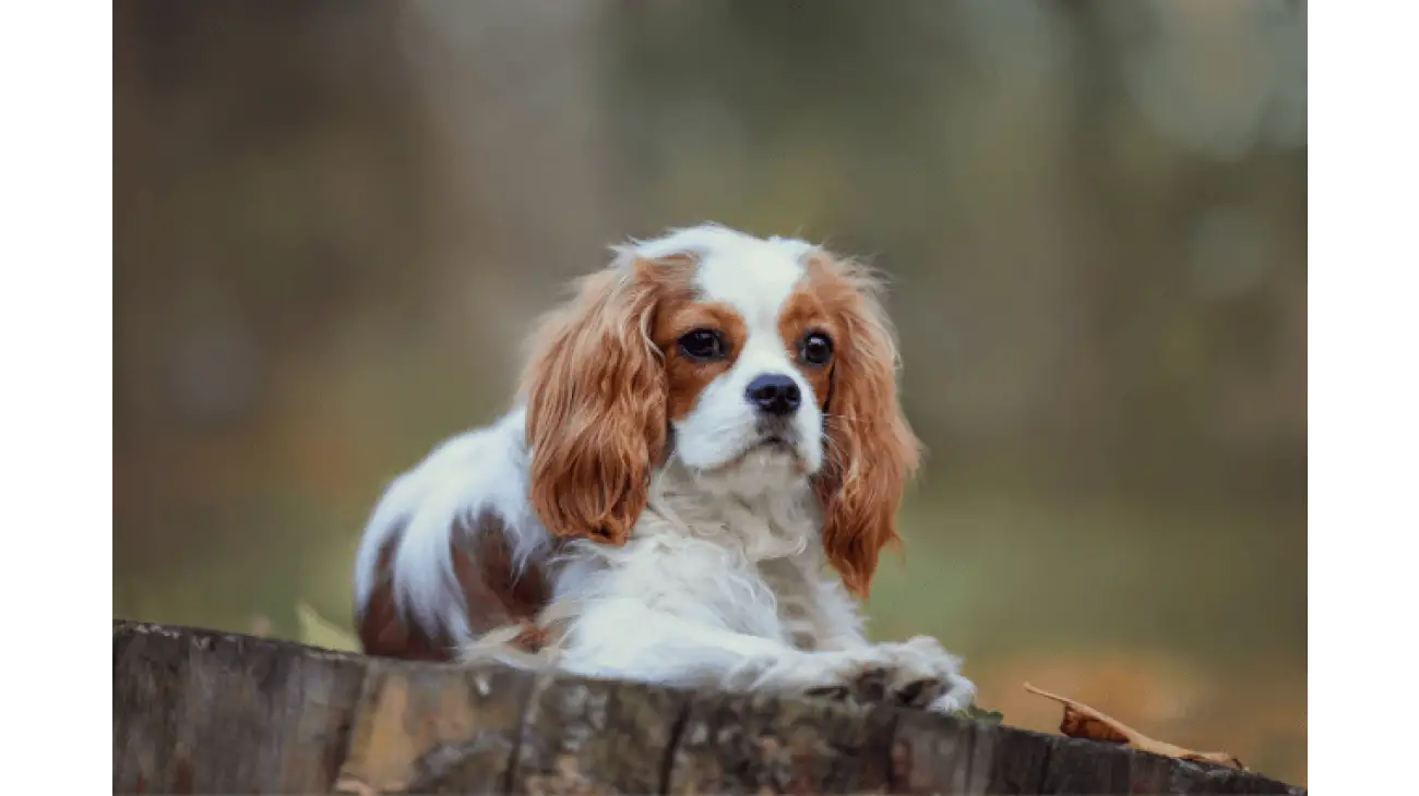 Cavalier King Charles španijel 3