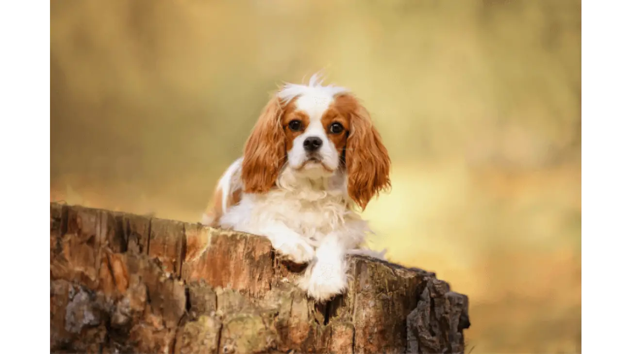 Cavalier King Charles španijel 4