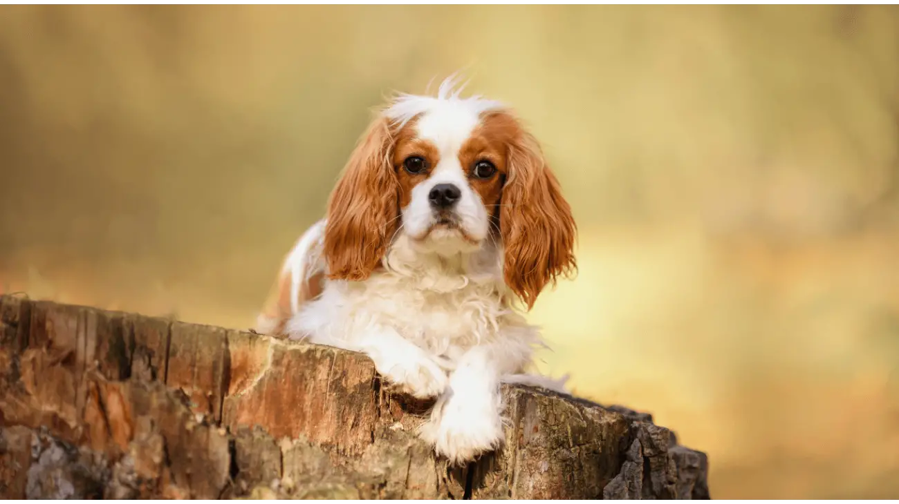 Cavalier King Charles španijel