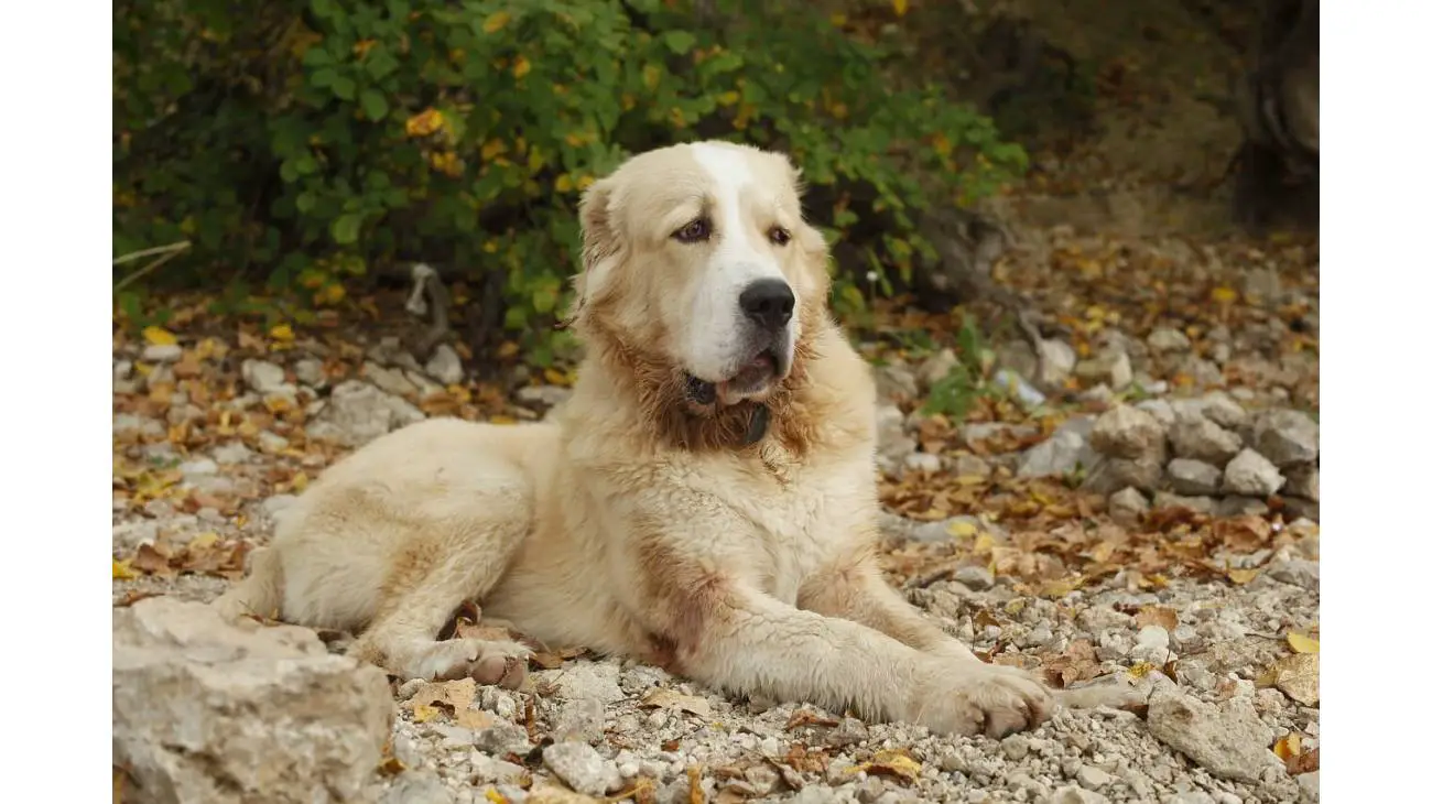 Central Asian Shepherd Dog