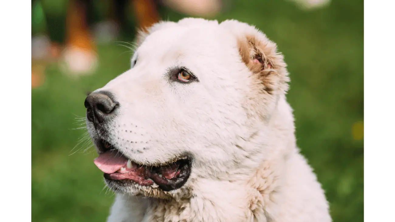 Central Asian Shepherd Dog 0