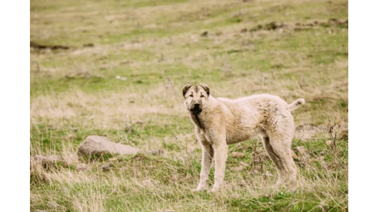 Central Asian Shepherd Dog 1