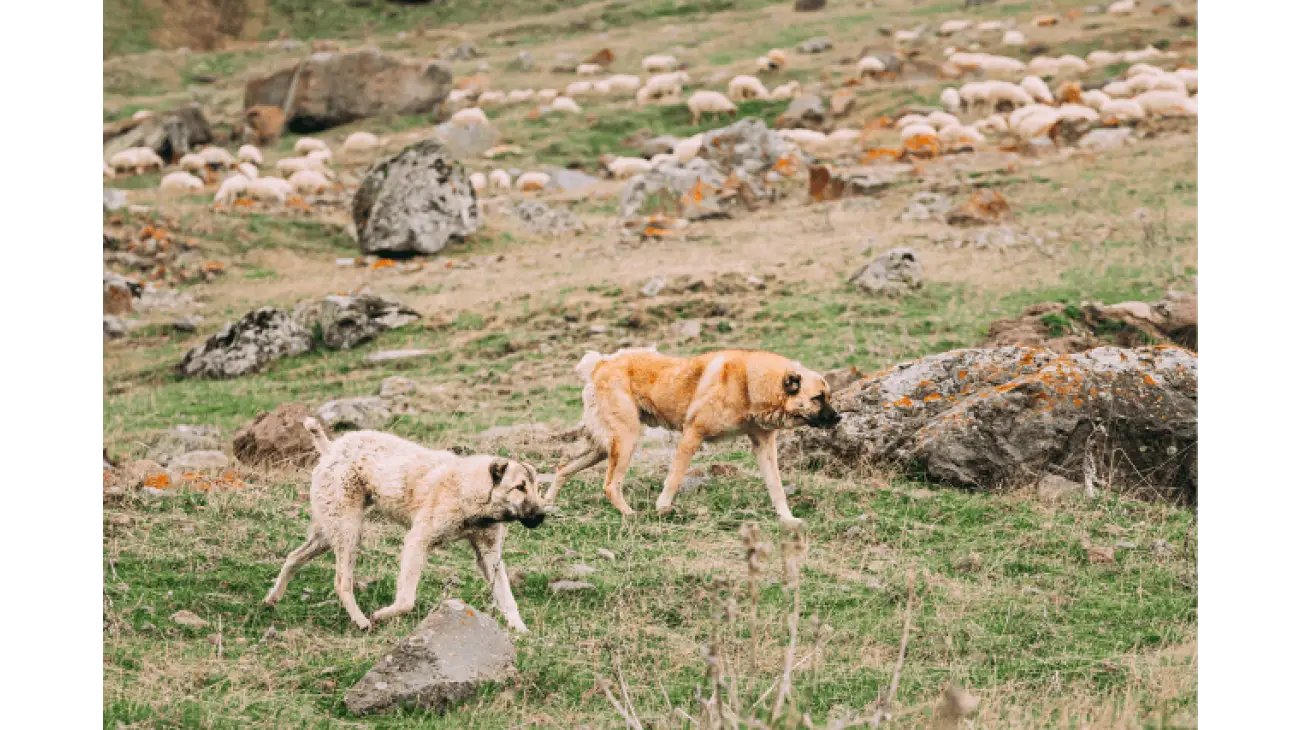 Central Asian Shepherd Dog 3