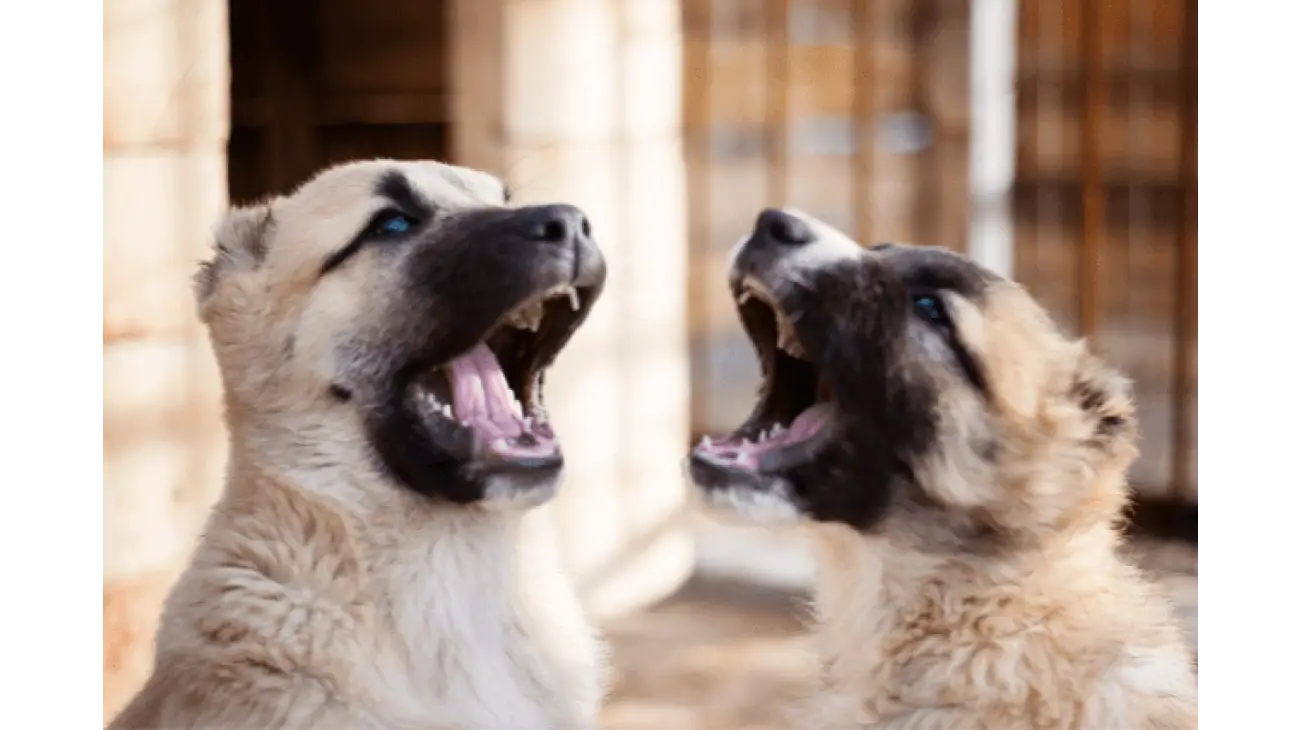 Central Asian Shepherd Dog 2