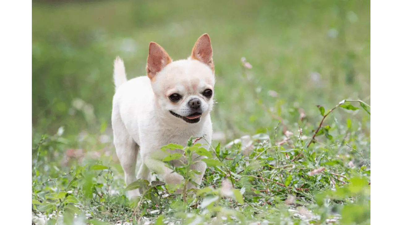 Chihuahua 2