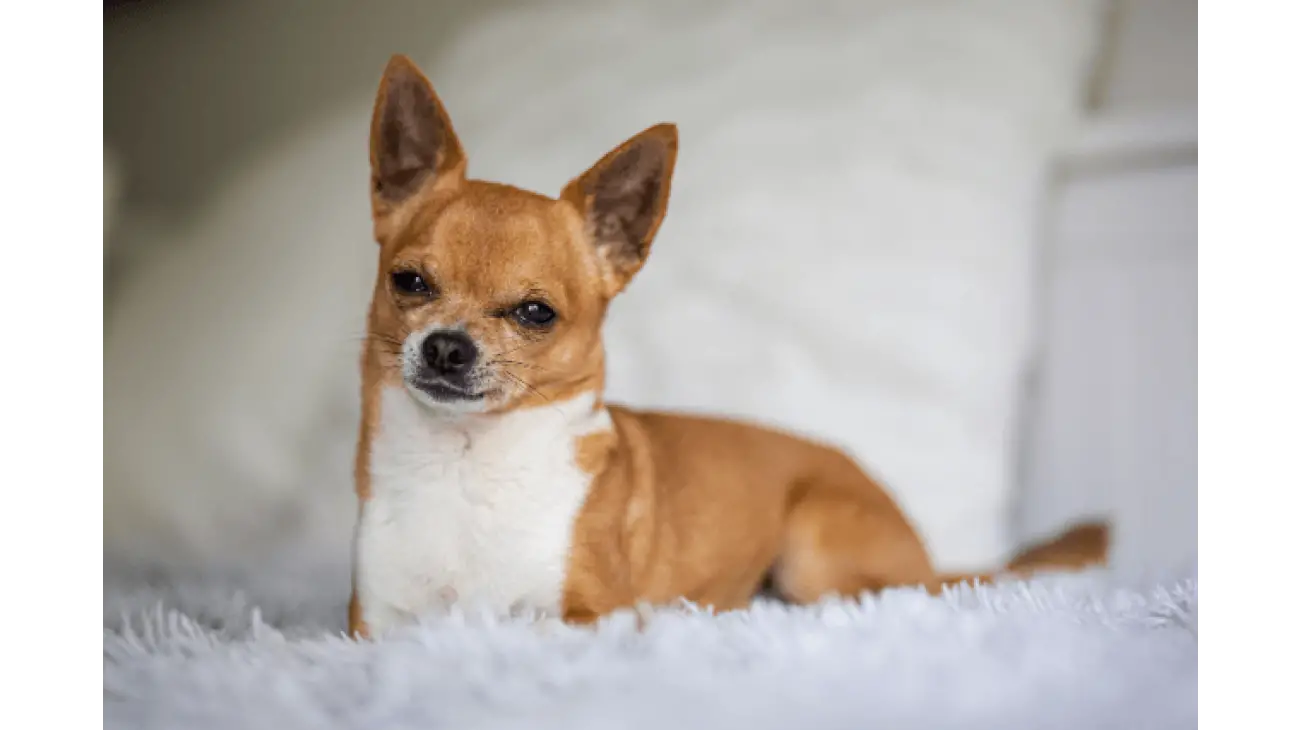 Chihuahua 5