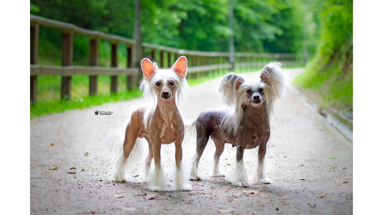 son perros con cresta chinos hipoalergénicos.