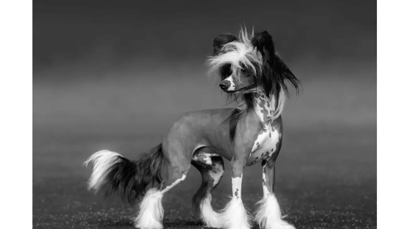 Chinese Crested 1