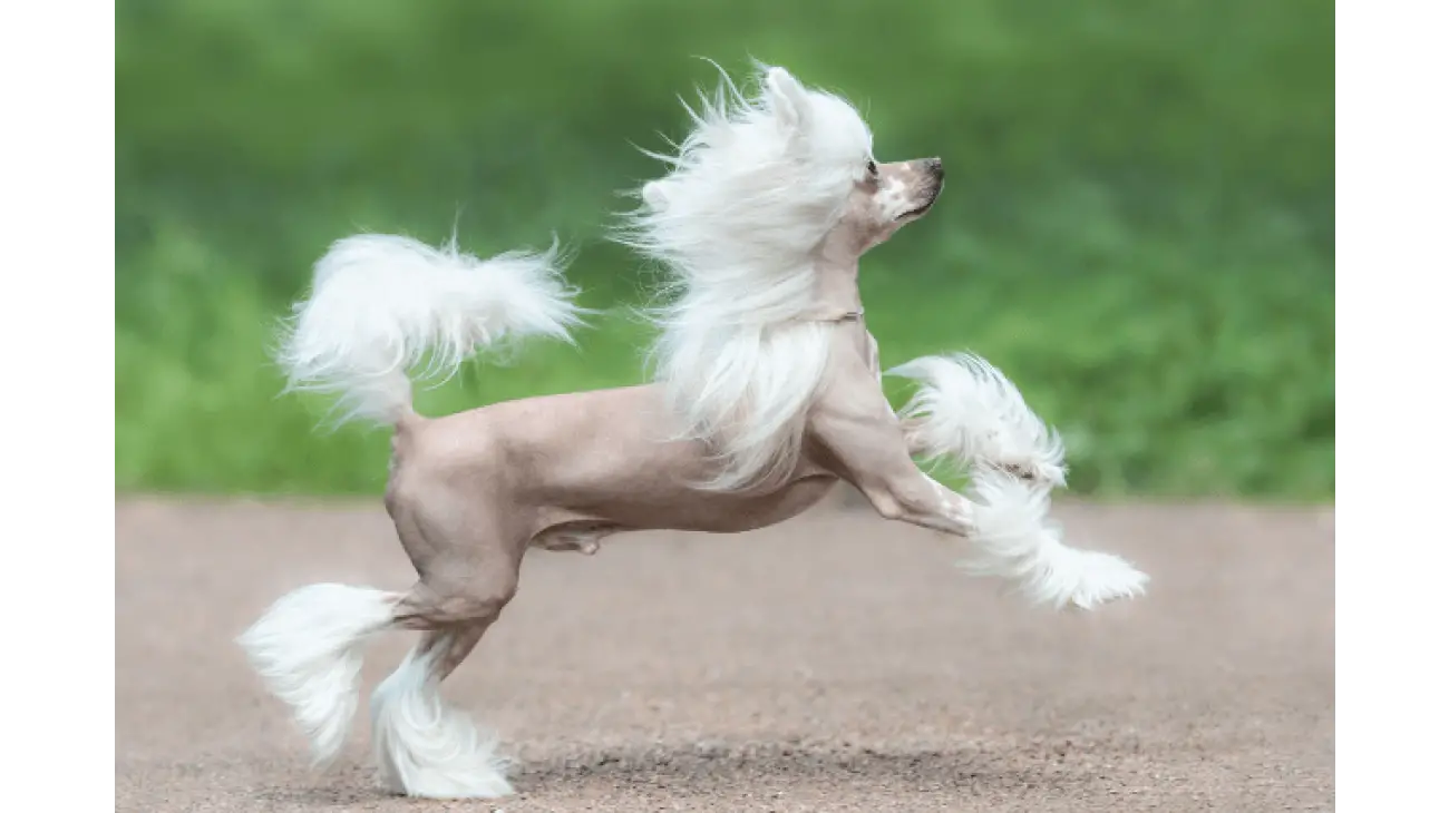 Chinese Crested 2