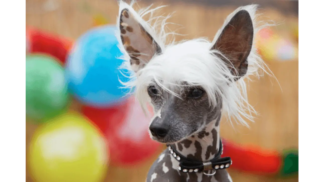 Chinese Crested 5