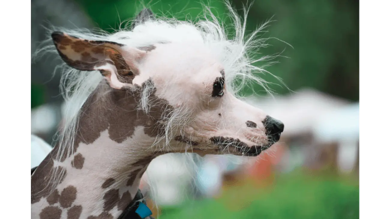 Chinese Crested 0