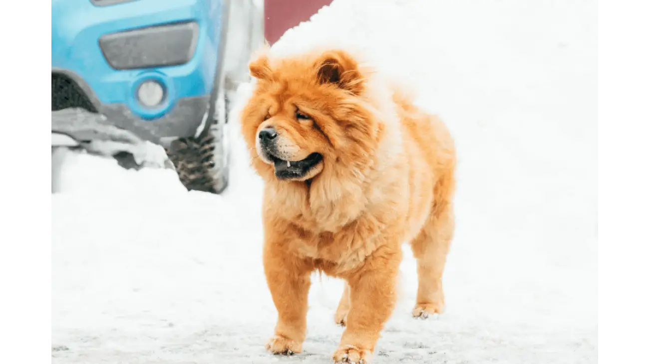 Chow Chow 1