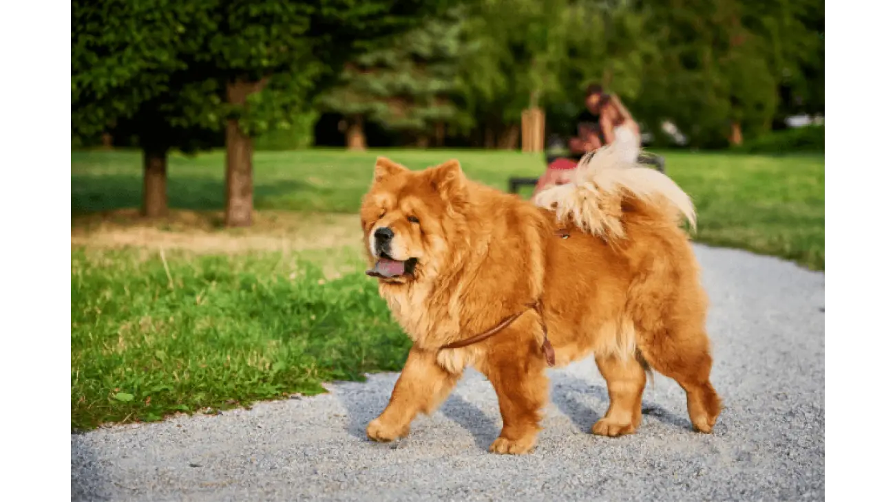 Chow Chow 0