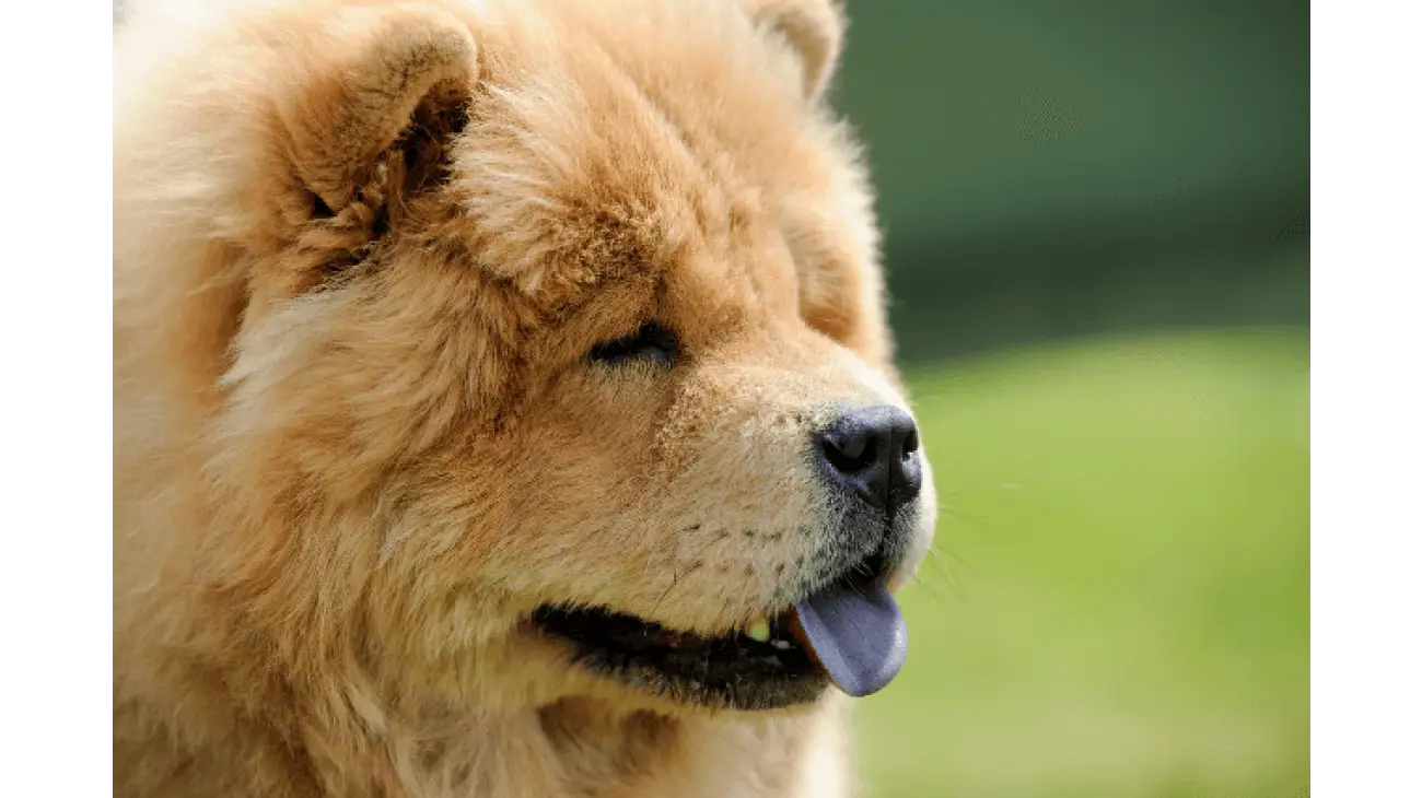 Chow Chow 2