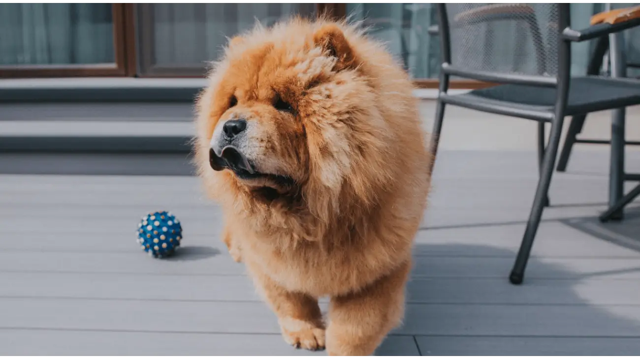 Chow Chow