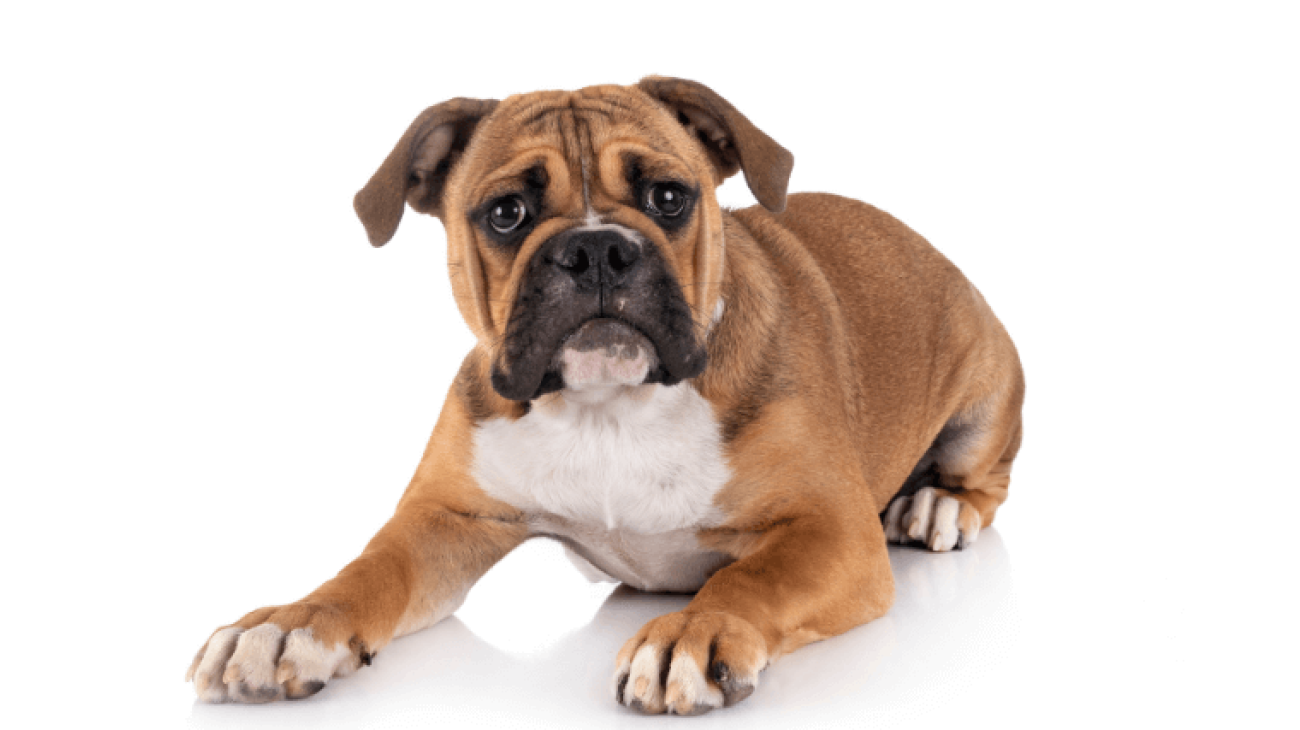 Continental Bulldog: Character & Ownership - Dog Breed Pictures