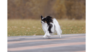 Continental Toy Spaniel (Papillon & Phalène) in portrait