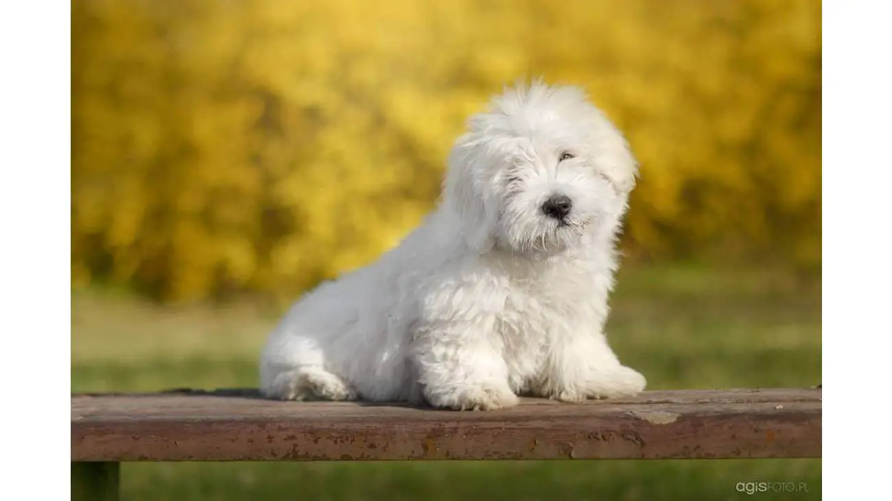 Coton de Tulear