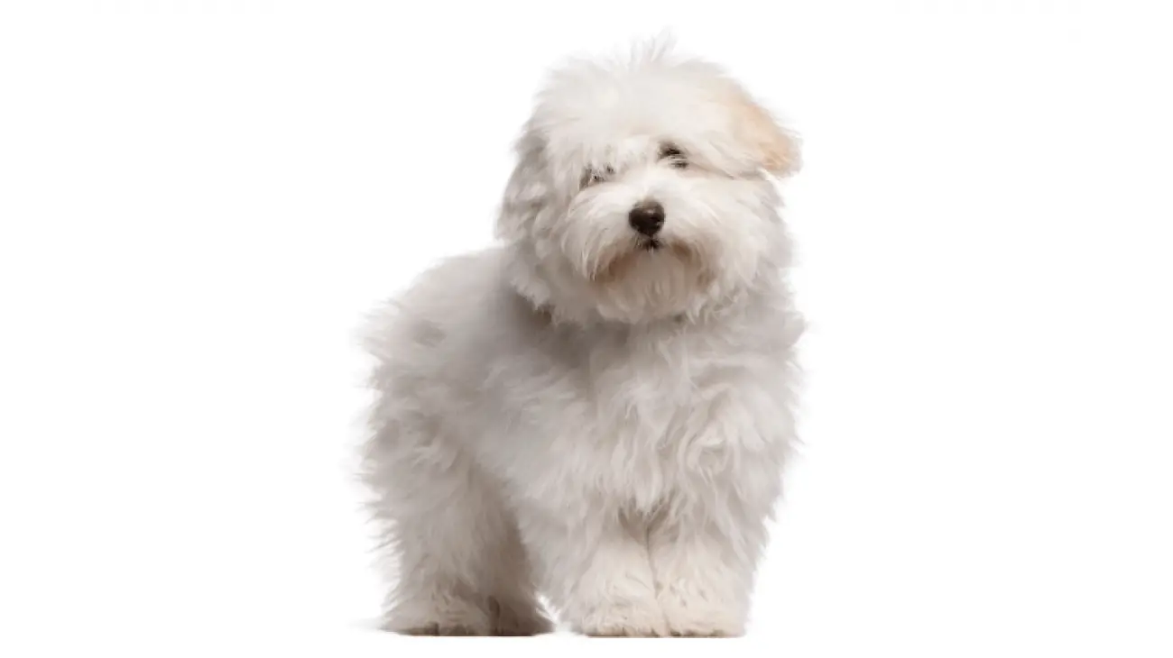 Coton de Tulear 2