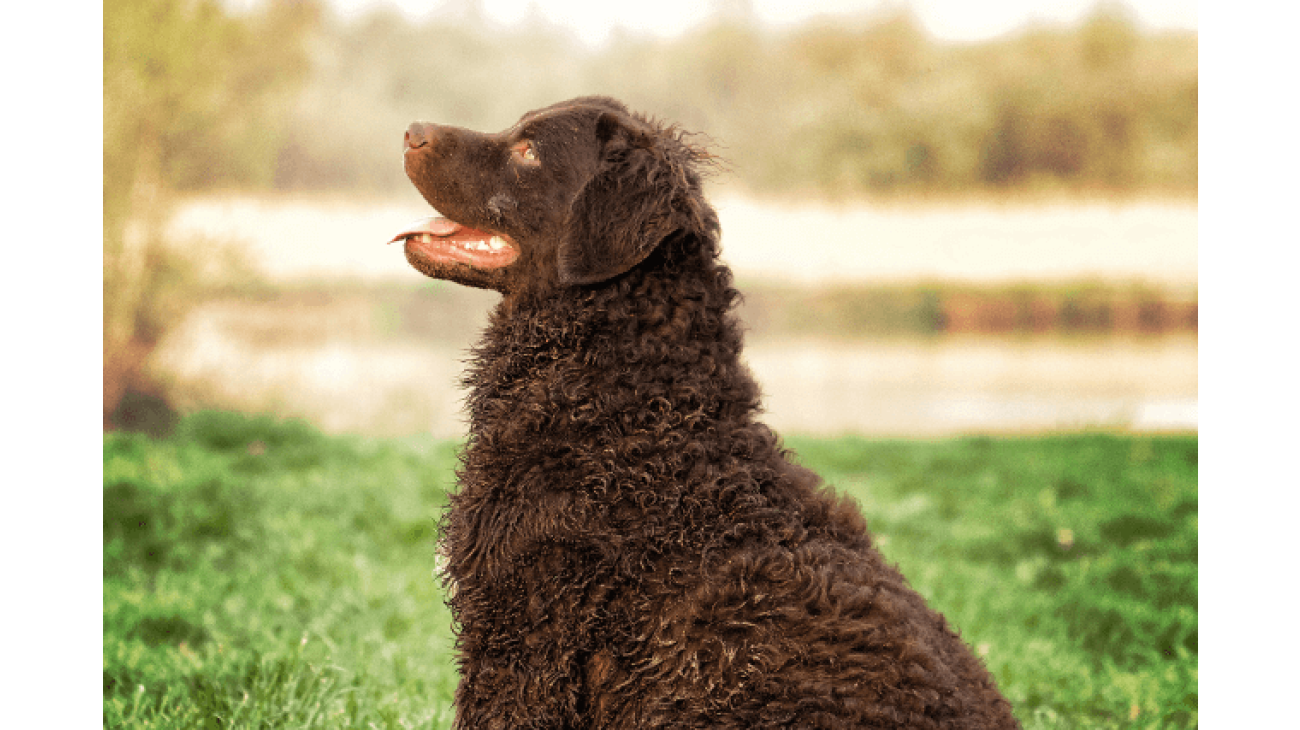 Curly best sale haired retriever