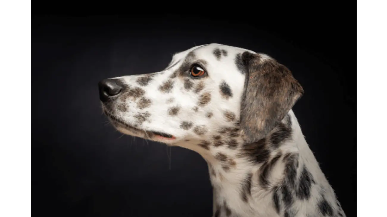 Dalmatian 1