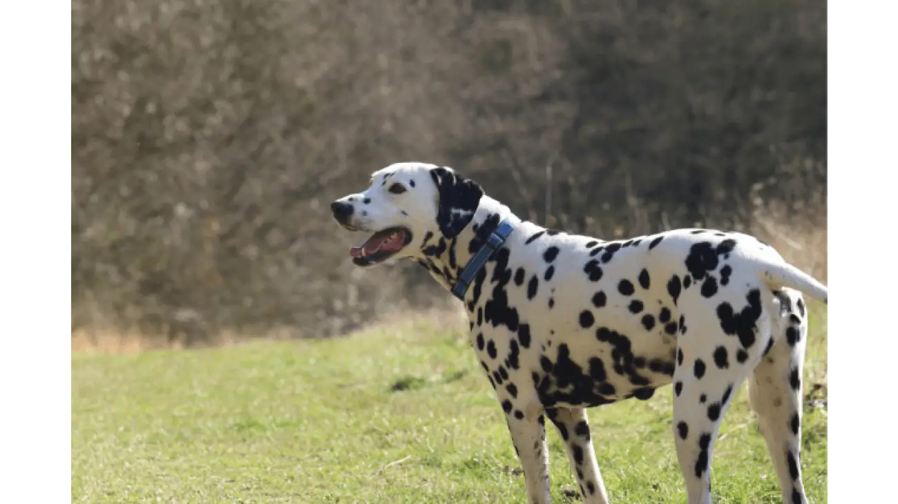 Dalmatian 2