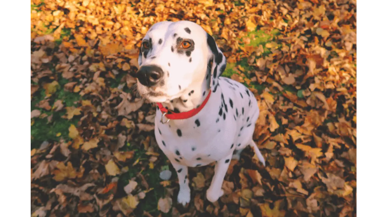 Dalmatian 3