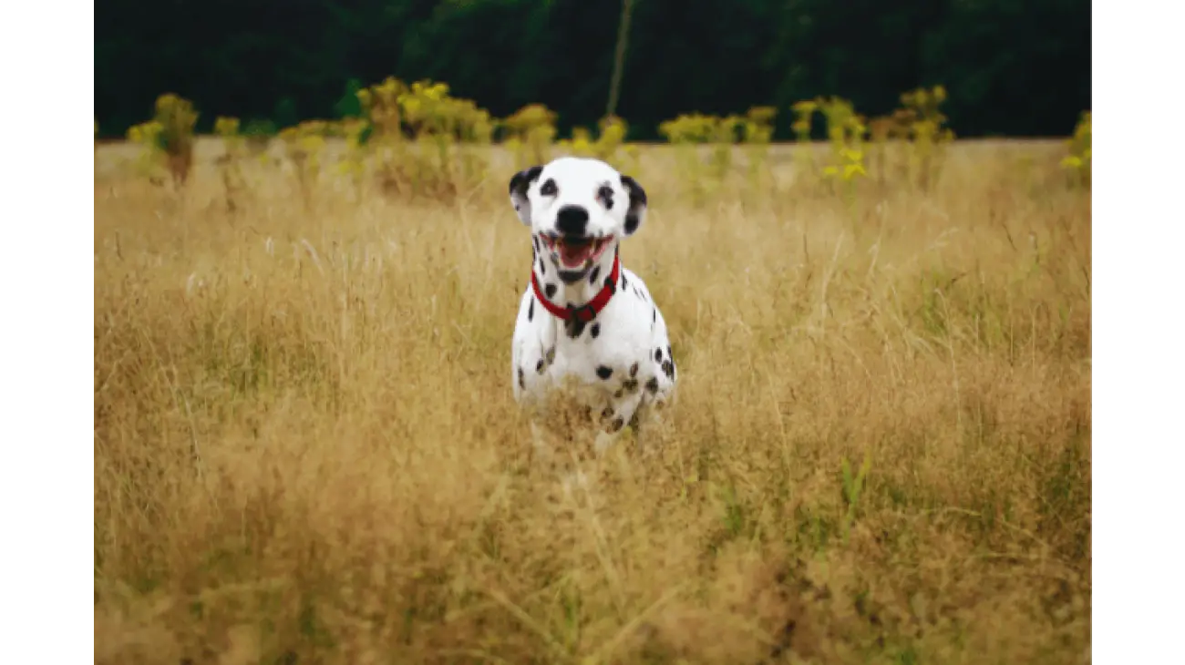 Dalmatian 5