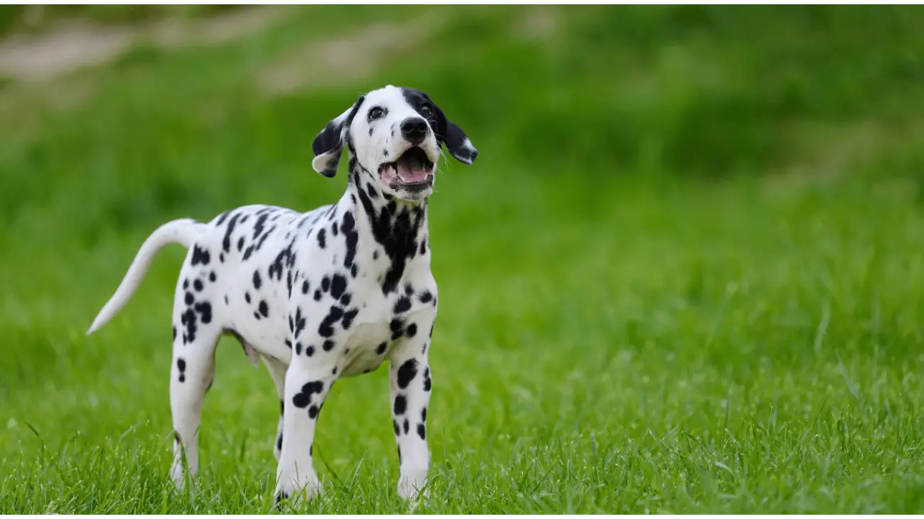 Dalmatian