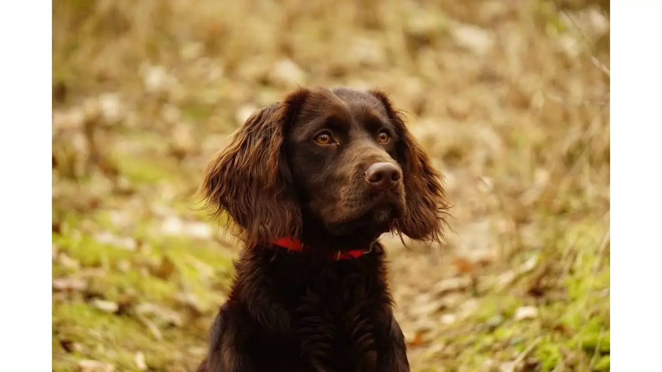 Deutscher Wachtelhund