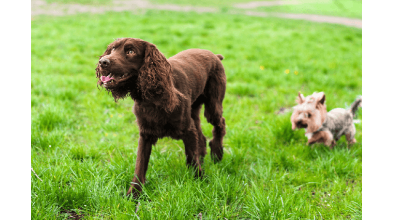 Wachtelhund puppies shop