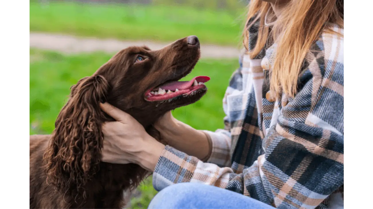 Deutscher Wachtelhund 3