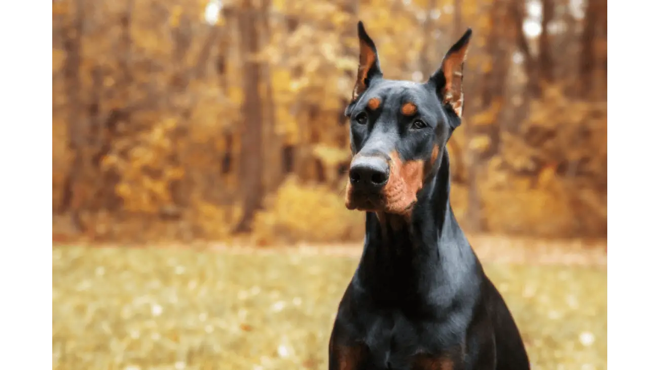 Dobermann 1