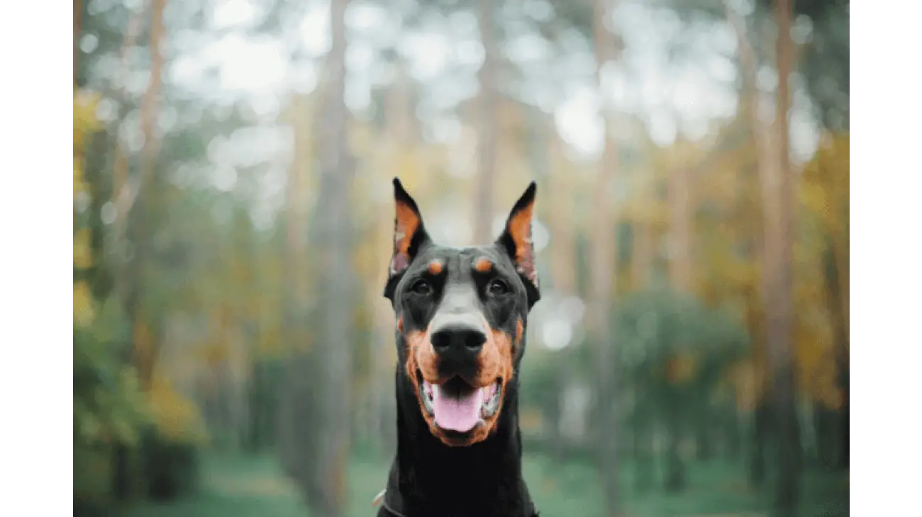 Doberman Pinscher 2