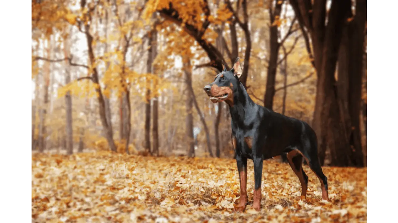 Doberman Pinscher 3