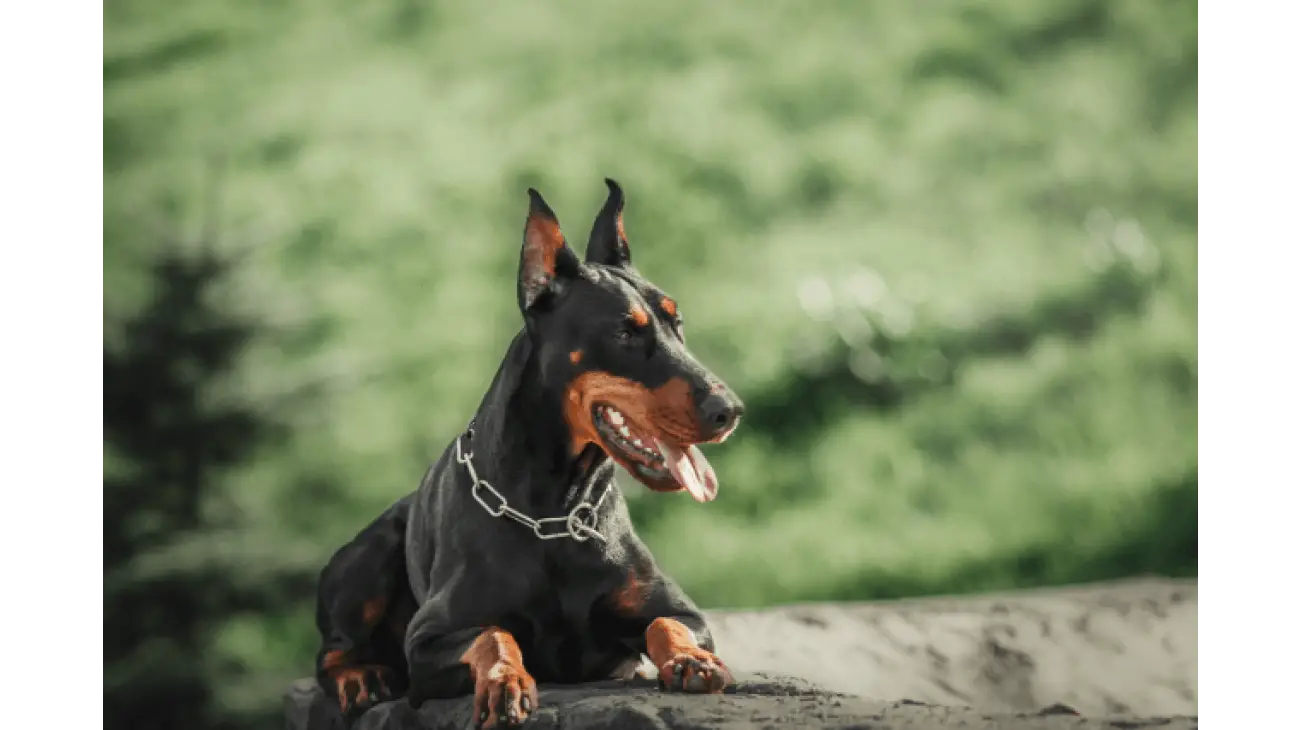 Doberman Pinscher 4